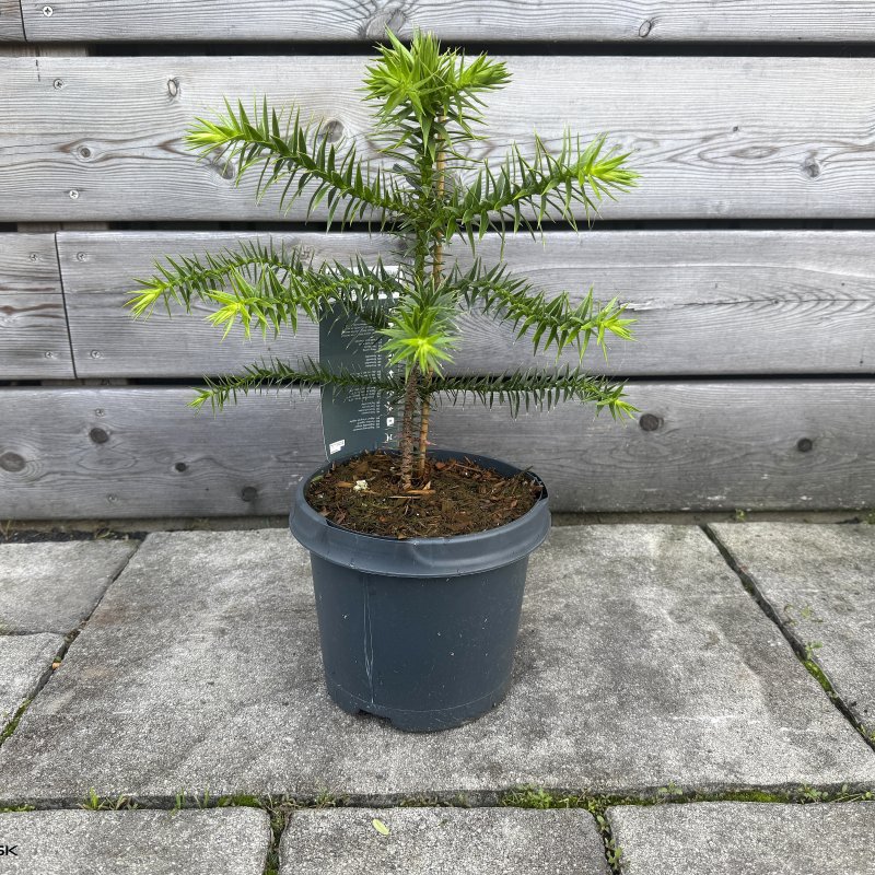 Araucaria araucana (Araukária andská) - kont. C1,5L, výška: 15-25 cm (-15°C)
